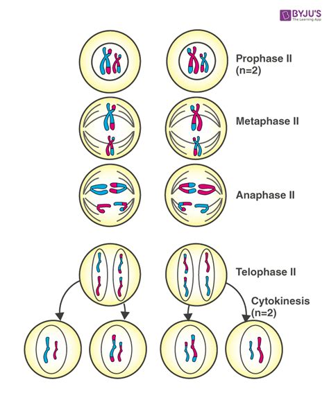 Ncert Exemplar Solution For Class Biology Chapter Get The Pdf Here