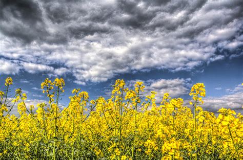 Springtime In England Photograph By David Pyatt Fine Art America