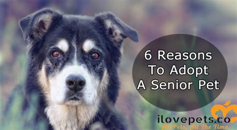 6 Reasons To Adopt A Senior Pet I Love Pets