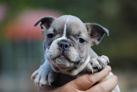 AKC French Bulldog Puppies in a Rainbow of colors | Petclassifieds.com