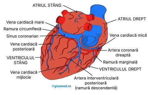 Sistemul Cardiovascular Biologie Barrons Ginamed