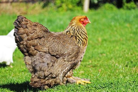 Brahma Chicken The King Of Poultry Breed Profile Care Guide
