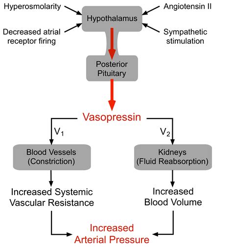 Vasopressin Regulation Of Arterial Pressure Nursing School Medical