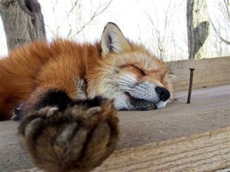 Pin By Apowder Pang On Paws Pet Fox Fox Totem Animals