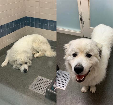 Before And After His Walk Aww