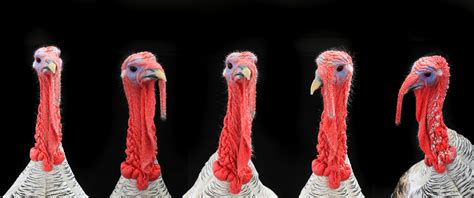 turkey cocks signals matter