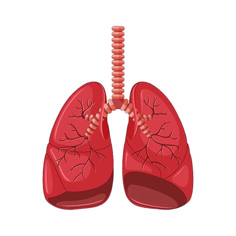 Animated Lungs Transparent Image Png Arts