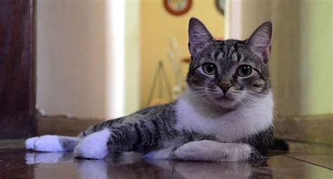 Brazilian Shorthair Temperament Lifespan Shedding Kittens