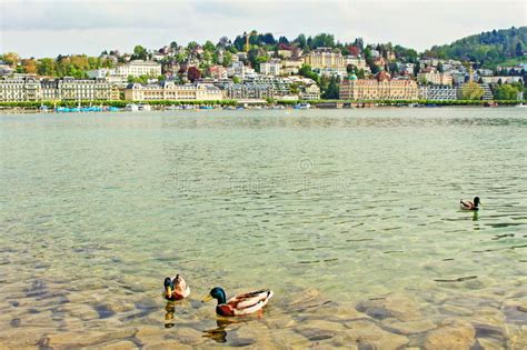 Lucerne Lake View Switzerland Editorial Photo Image Of Shore Serenity