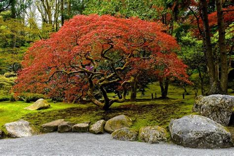 How To Create A Backyard Japanese Zen Garden Wikilawn