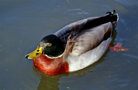 Male Mallard Duck The Mallard Or Wild Duck Anas Platyrhy Flickr