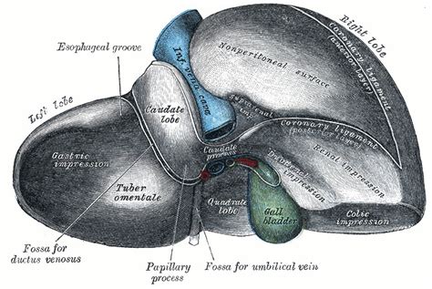 Liver Diagram Figure The Liver Posterior And Inferior Surfaces Of The
