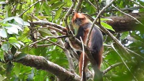 Inilah daftar 13 spesies amat terancam punah di dunia. Langur Borneo, Satwa Terancam Punah yang Belum Dilindungi ...