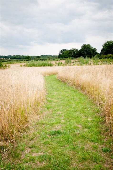 Path Through Long Grass In A Sunny Summer Meadow Stock Image Image Of