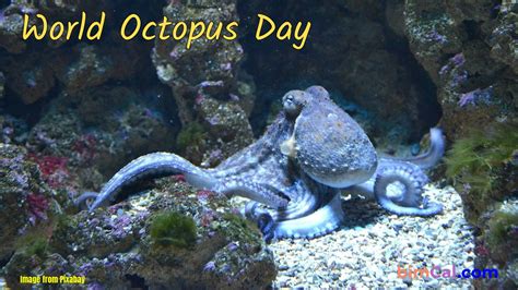 World Octopus Day 2024