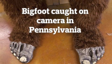 Bigfoot Caught On Camera Pennsylvania Sightings Pennlive