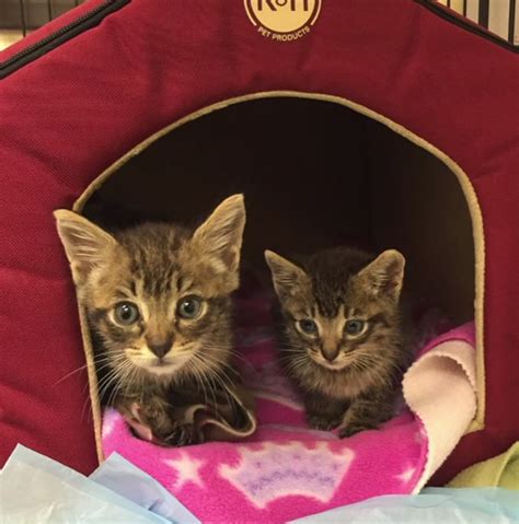 Kittens Used As Bait For Dog Fighting Rescued And Brought To Benicia