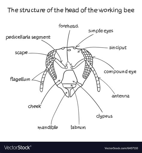 The Structure Of The Head Of The Working Bee Vector Image