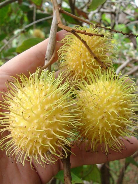 Tree identification by examining images of seeds and fruits. Polynesian Produce Stand : ~YELLOW RAMBUTAN~ TROPICAL ...