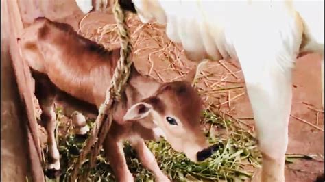 Ongole Cow And Calf Youtube