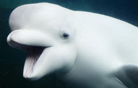 Beluga The Animal Facts Appearance Diet Habitat Behavior Lifespan