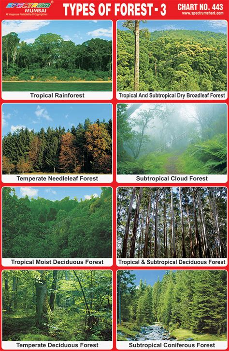 Spectrum Educational Charts Chart 443 Types Of Forest 3