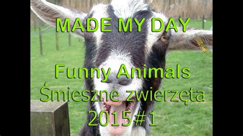 Śmieszna Kompilacja 2015 1 Funny Animal Compilation 1 2015 Youtube