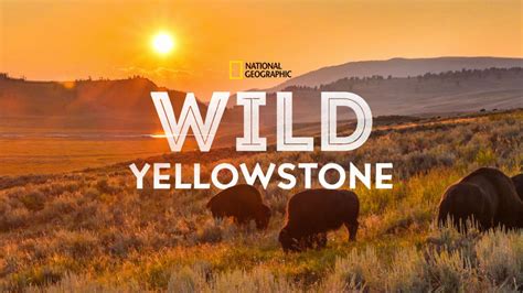 Regarder Wild Yellowstone Épisodes Complets Disney