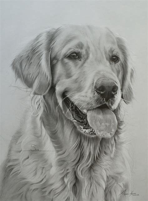 Commission Golden Retriever Skye By Captured In Pencil On Deviantart