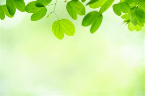 Premium Photo Nature Of Green Leaf In Garden At Summer Natural Green