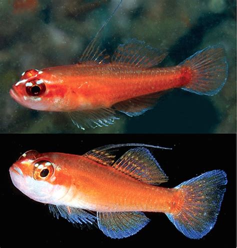 Stunning New Species Of Trimma Dwarf Gobies Described From Papua New Guinea Reef Builders