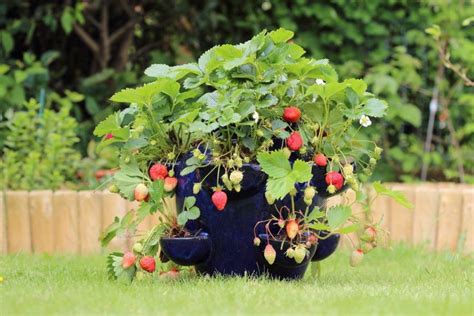 40 Diy Strawberry Planter Ideas For Container Planting In 2021 Diy