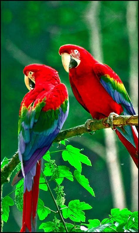 Beautiful Birds Wallpapers Free New For Android Apk Download