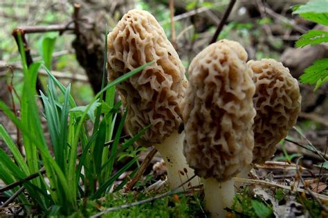 Morel Mushrooms Are Popping Up In West Virginia Forests