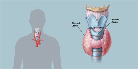 Where Is The Thyroid Gland Thyroid Anatomy Thyroid Sydney