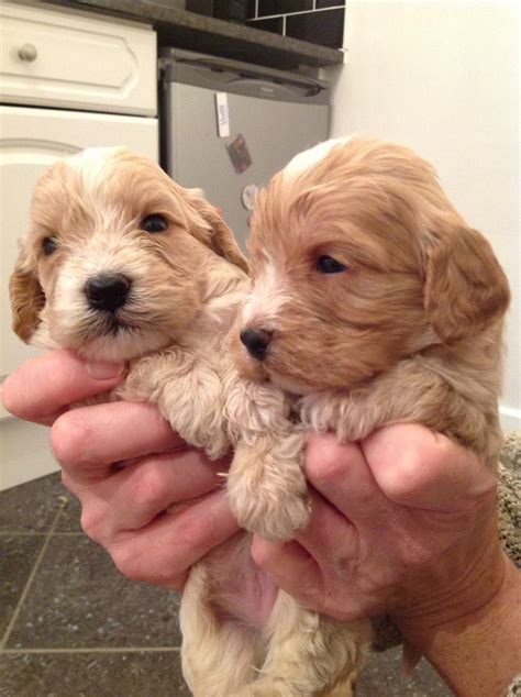 Order by sorry, there are no cockapoo puppies for sale in north carolina at this time. Champagne and cream cockapoo puppies! for sale | Coventry ...