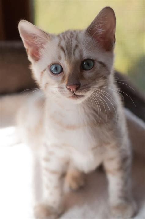 Please see our faqs section (under the contact us tab) for additional information on the process of buying a boydsbengal and our prices. Beautiful Snow Bengal Kitten | Bengal cat for sale, Bengal ...