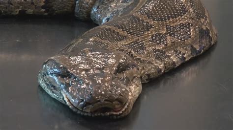 Record Breaking Burmese Python Caught In Everglades Wftv