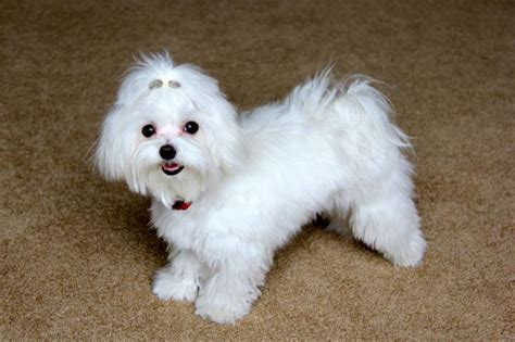 Maltese Dogs Forum Spoiled Maltese Forums Maltese Dogs Cute Cats