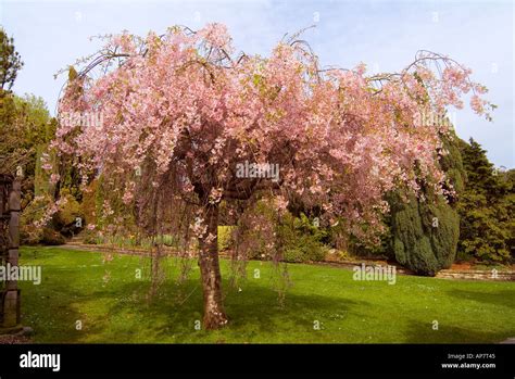 Japanese Weeping Cherry Tree Pendula Rosea Stock Photo Alamy