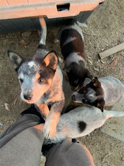 Queensland Heeler Puppies For Sale Temecula Ca 315910