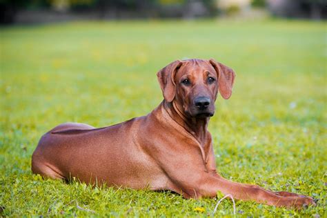 Rhodesian Ridgeback Temperament Height Coat Propatel