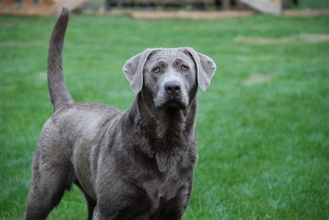 Silver Labrador Love Labradors Pinterest