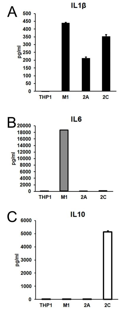 1 The Human Monocyte Cell Line Thp 1 Was Differentiated Into M1 M2a