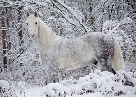 Orlov Trotter In Snow Photographed By Maria Itina Dapple Grey Horses