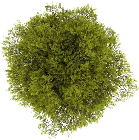Trees Photoshop Top View Photoshop Tree Plan Png Transparent Png Vhv My XXX Hot Girl