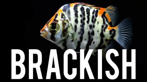 All Or Nothing On A Brackish Water Tank Youtube