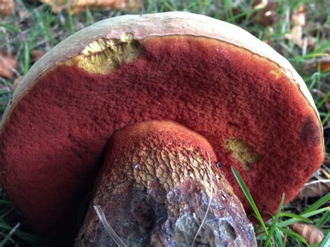 Lurid Bolete