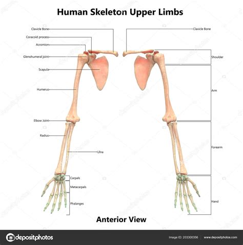 Illustration Human Skeleton System Upper Limbs Anatomy Stock Photo By
