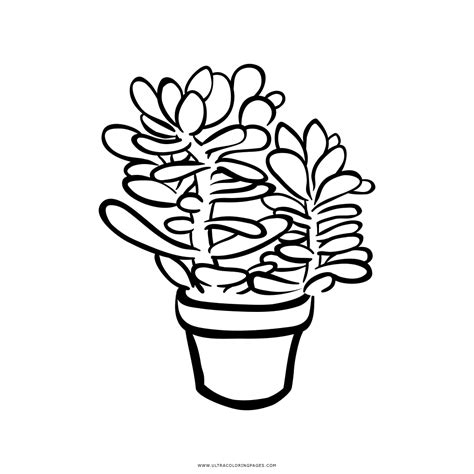 Succulent Coloring Page Ultra Coloring Pages
